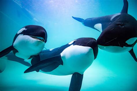 Orcas, Human, All Too&nbsp;Human