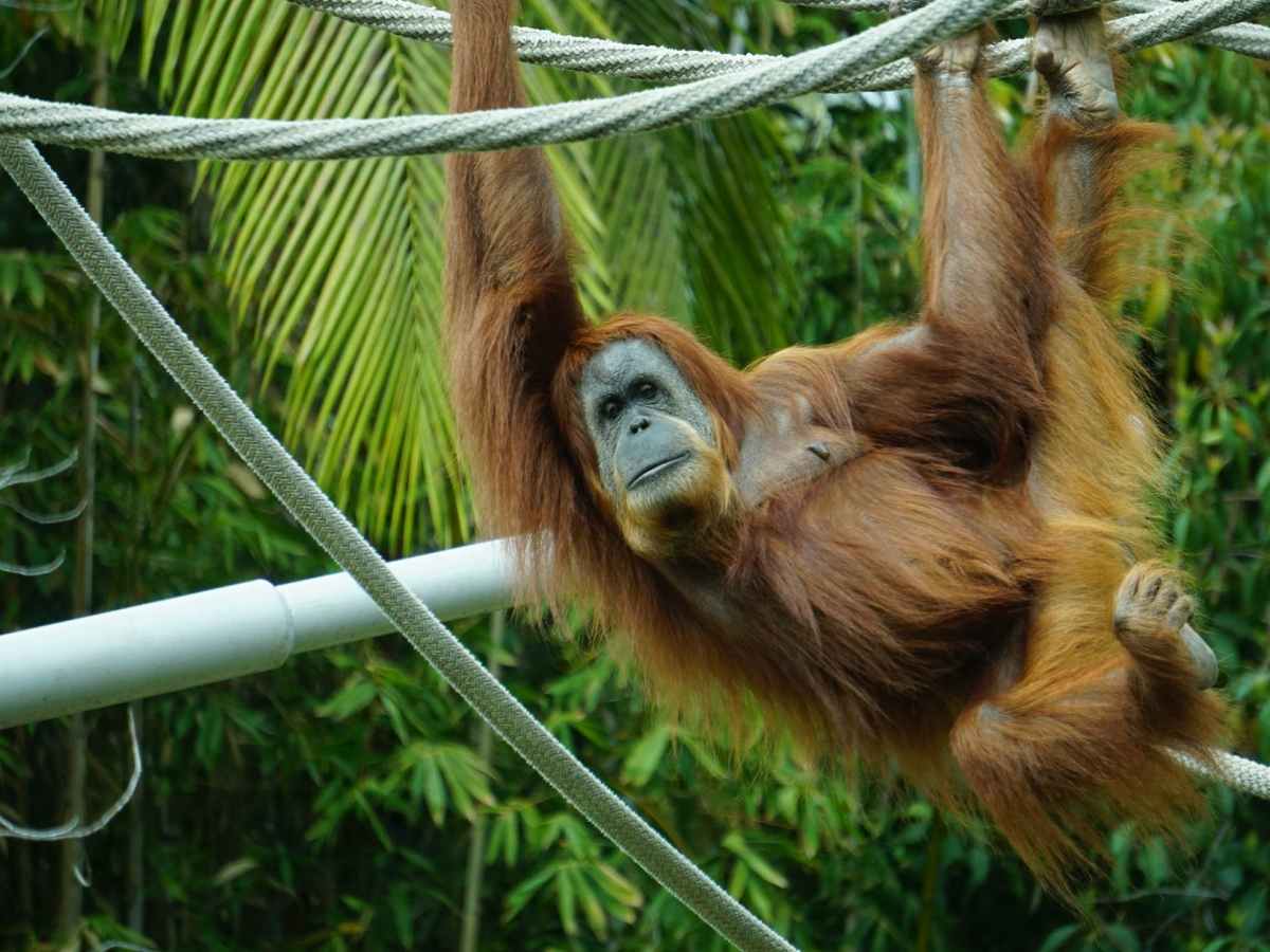 Research Library –&nbsp;Wildlife