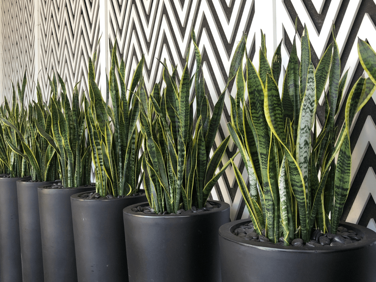 International Agroforestry Conference