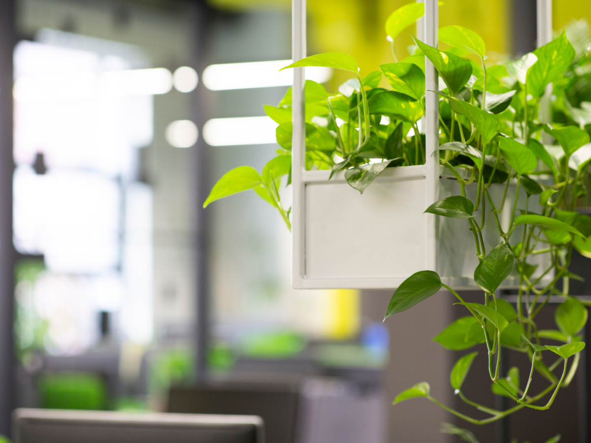 Creating an Ecological Office&nbsp;Environment