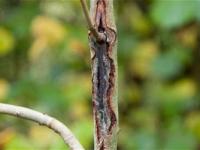 Ash Dieback Report&nbsp;Published